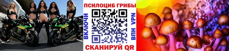Псилоцибиновые грибы Psilocybe  Закаменск 